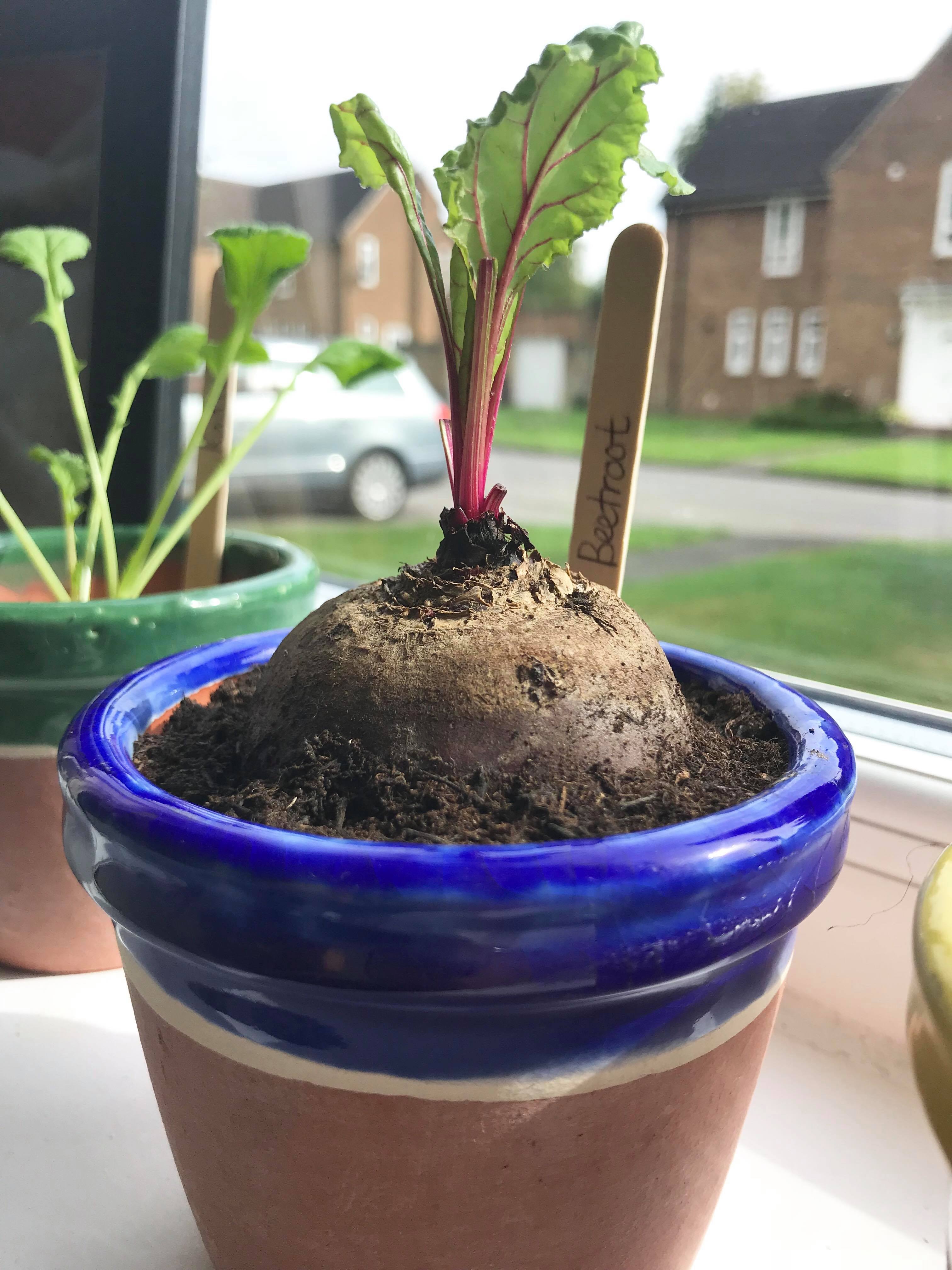 food regeneration using table scraps