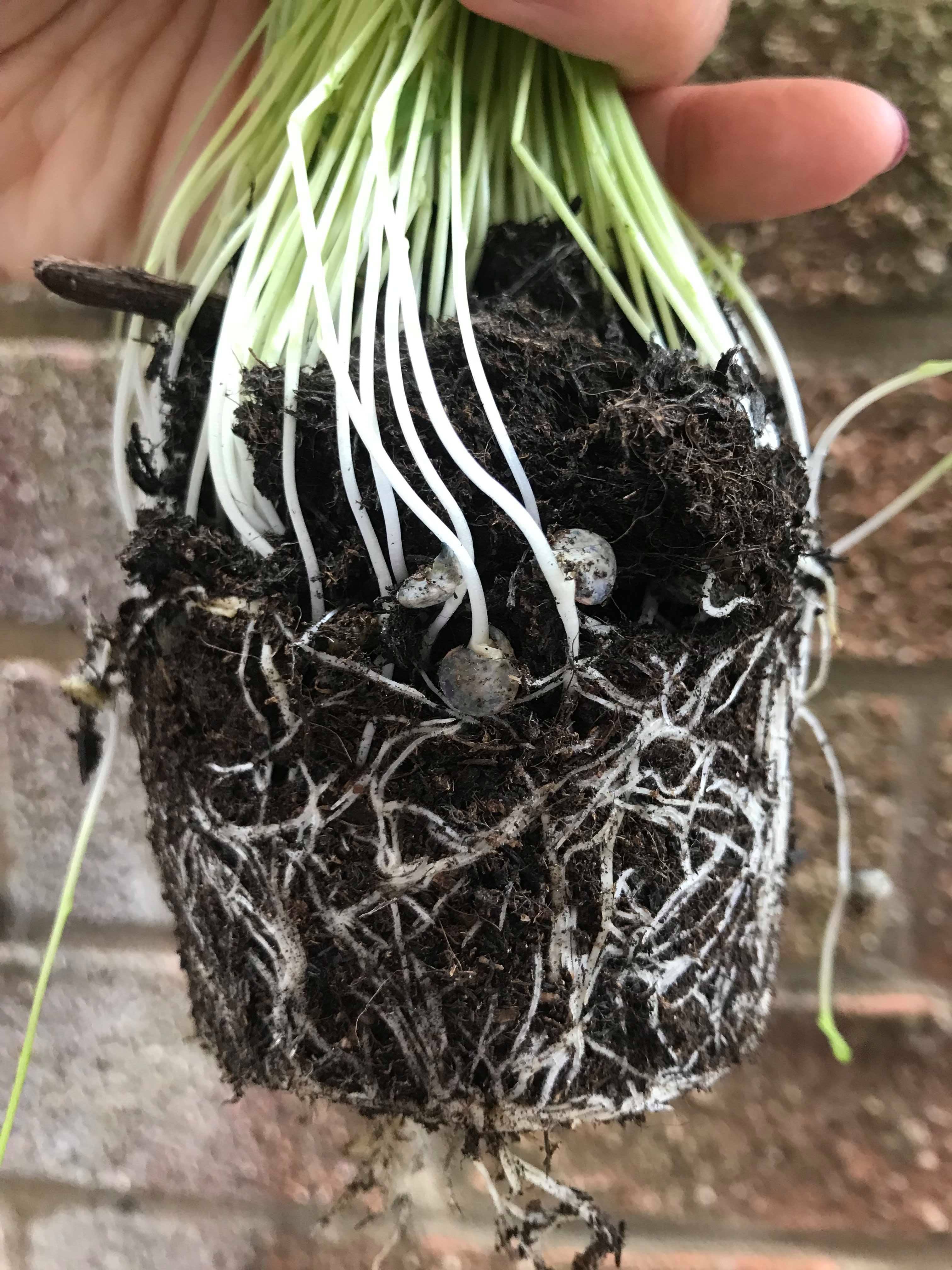 food regeneration using table scraps